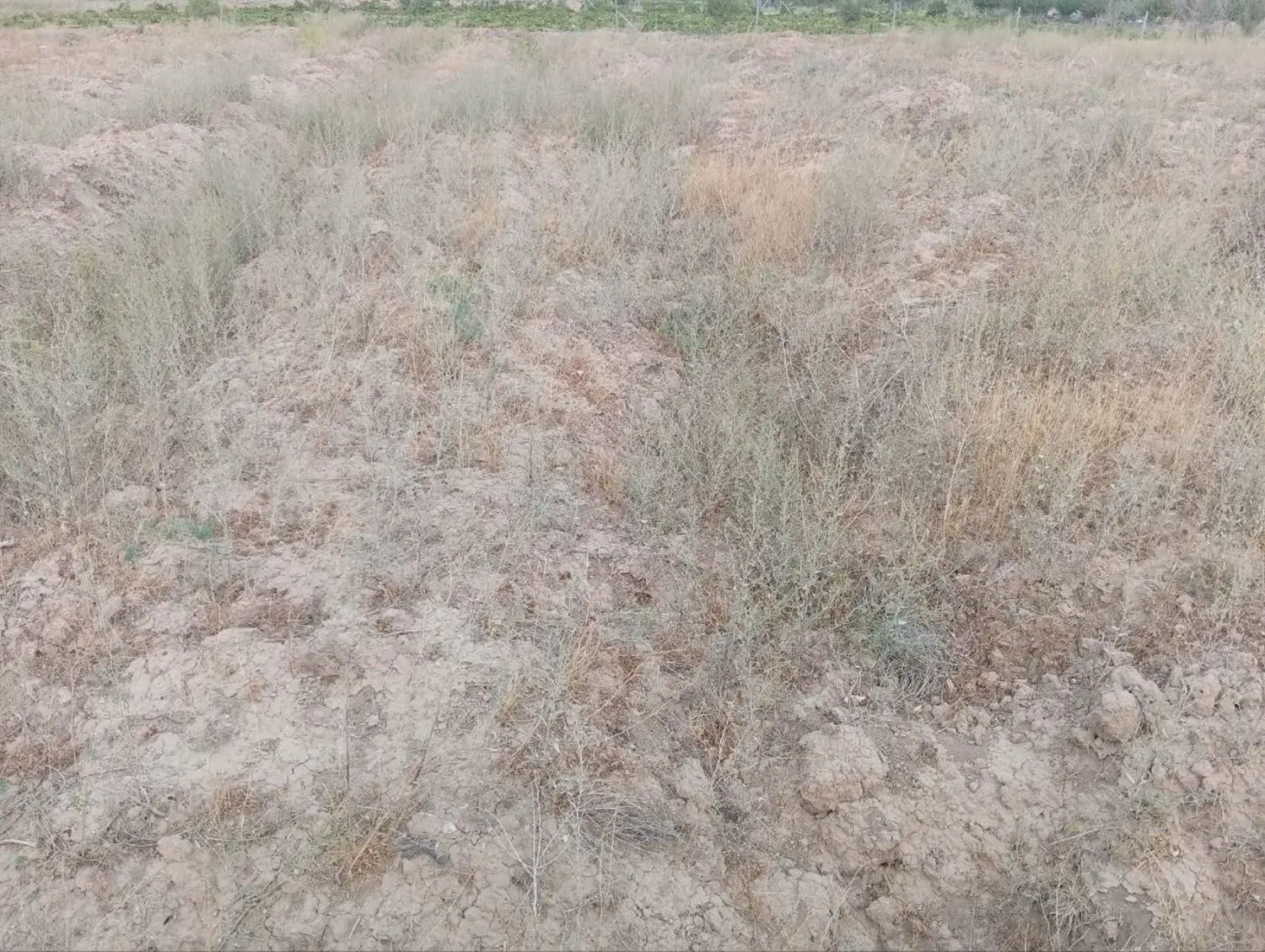 زمین باغی درتاکستان