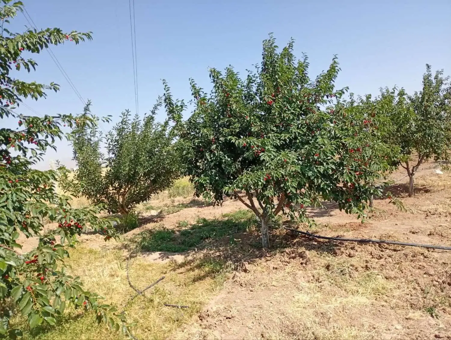 تعویض ملک ۴۲۰۰متری
