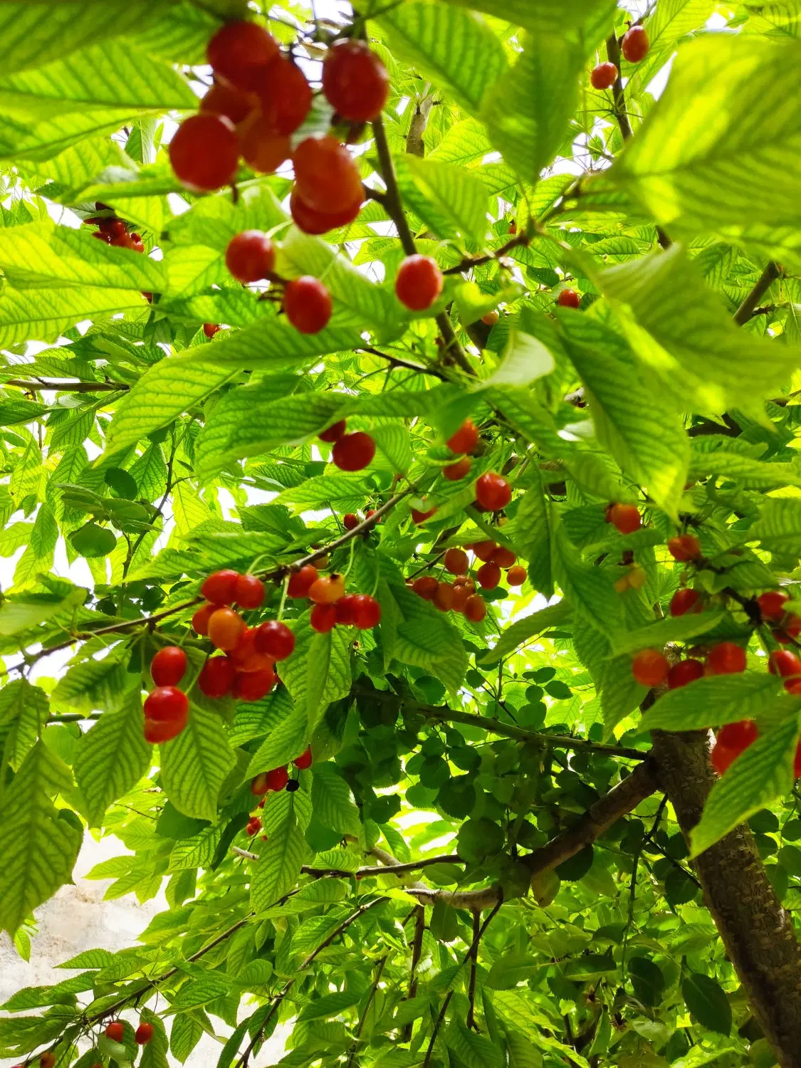 فروش باغچه