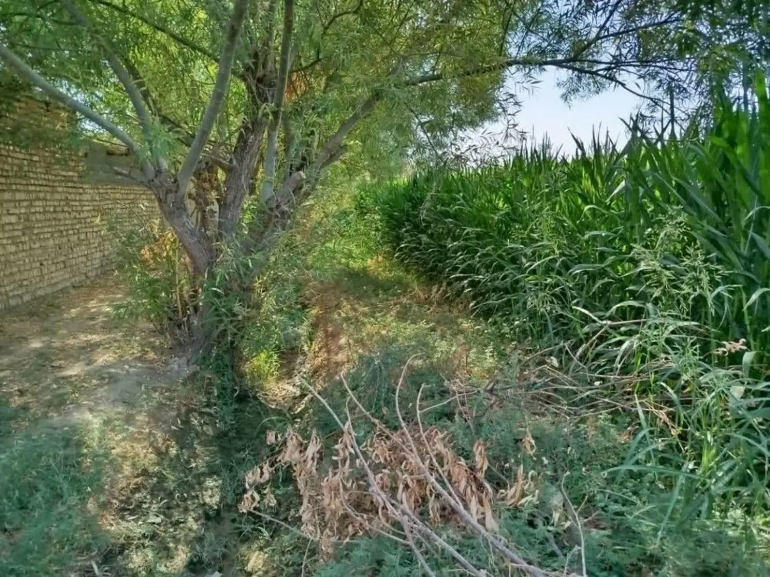 ۱۹۰۰۰متر زمین‌کشاورزی آبباریک ورامین