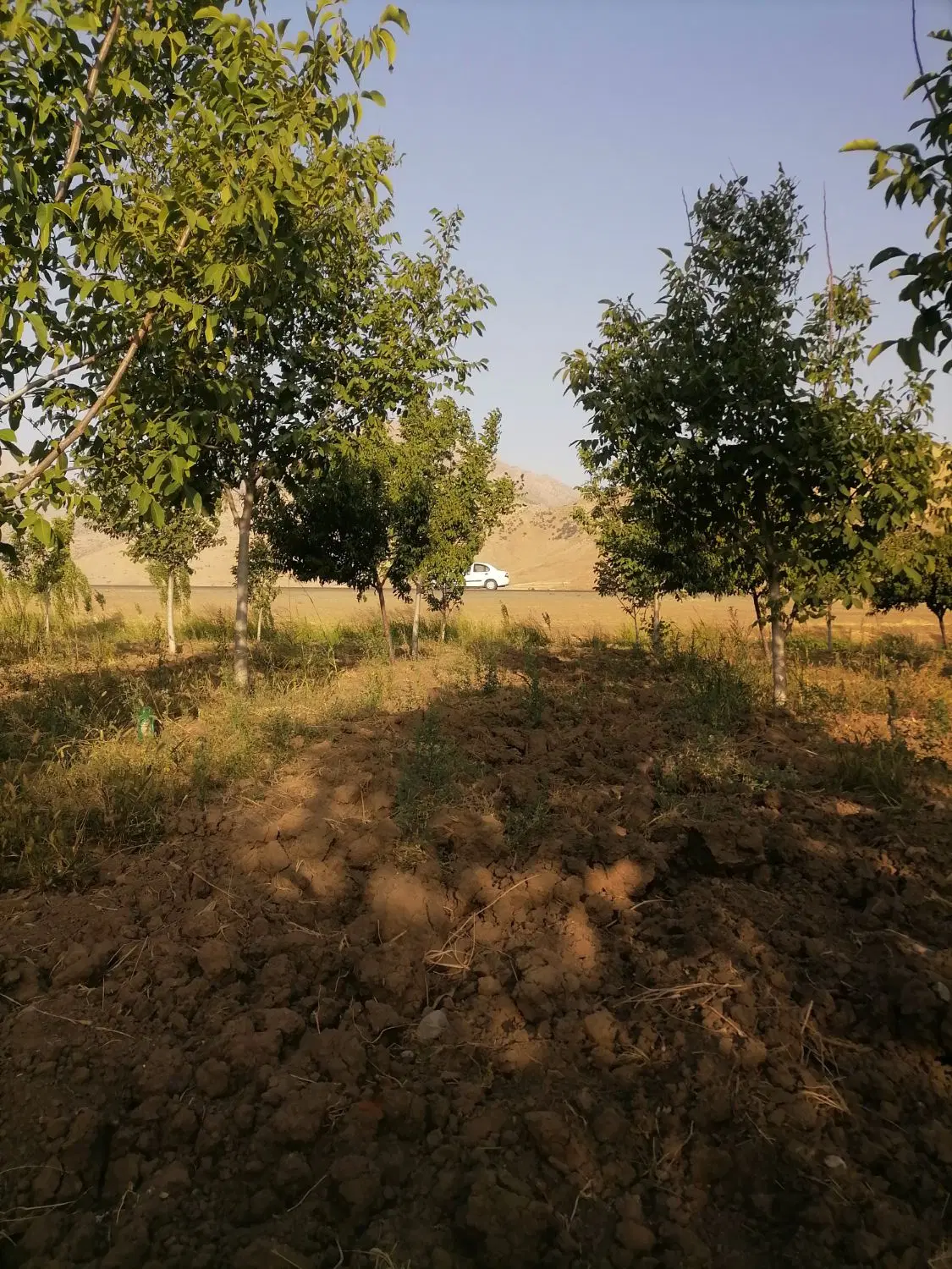 باغ گردو