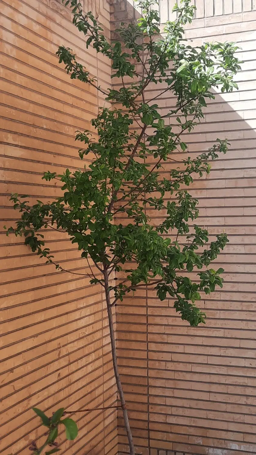 زمین بالته