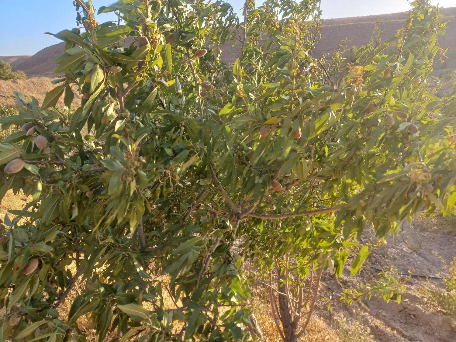 زمین بادام و زرشک در روستای سرچاه تازیان