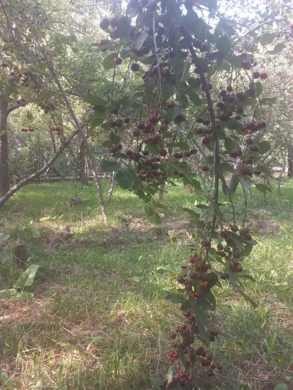 باغ ۲۰۰متری قبل از زشک