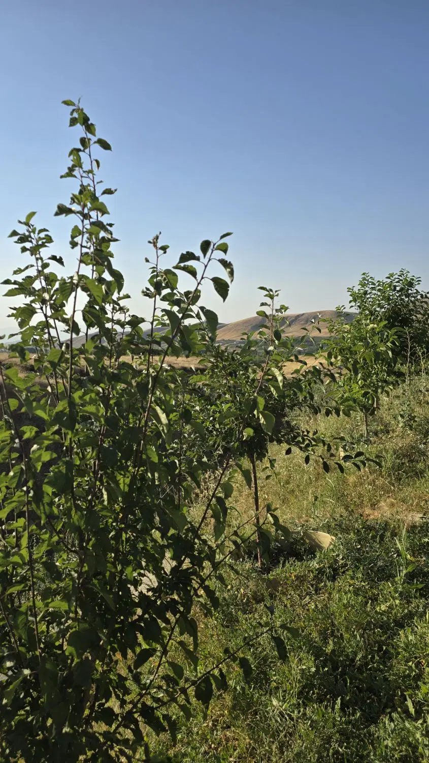باغ در یام