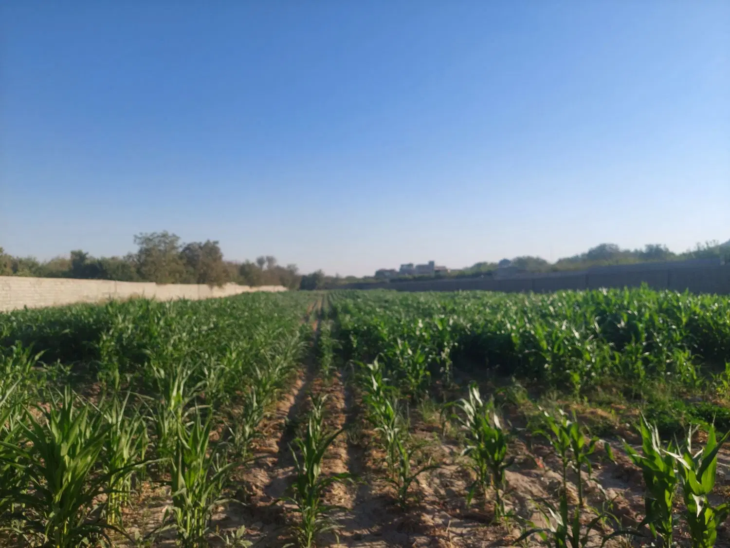 زمین چهاردیوار