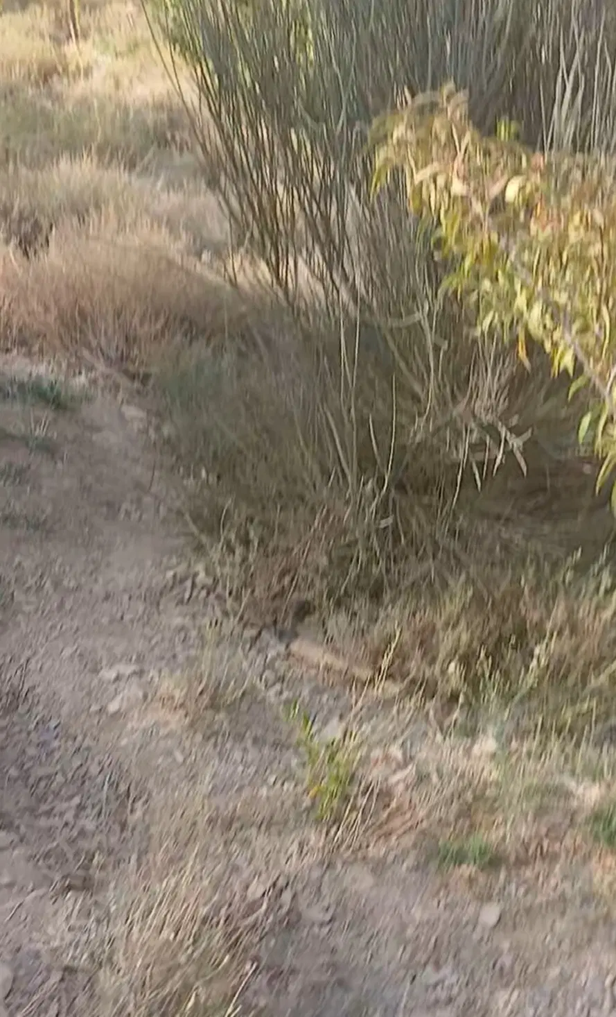 زمین عرب آباد