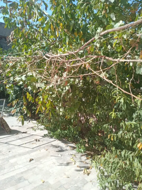 ۱۱۰ متر زمین حاشیه۲۰متری