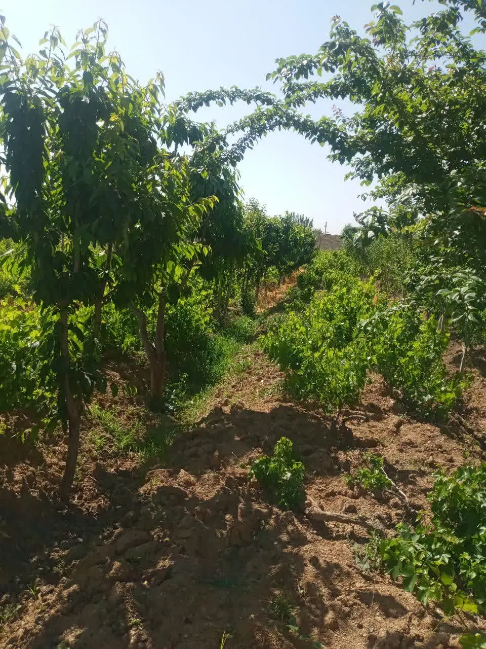 باغ هزار متری مرزجران