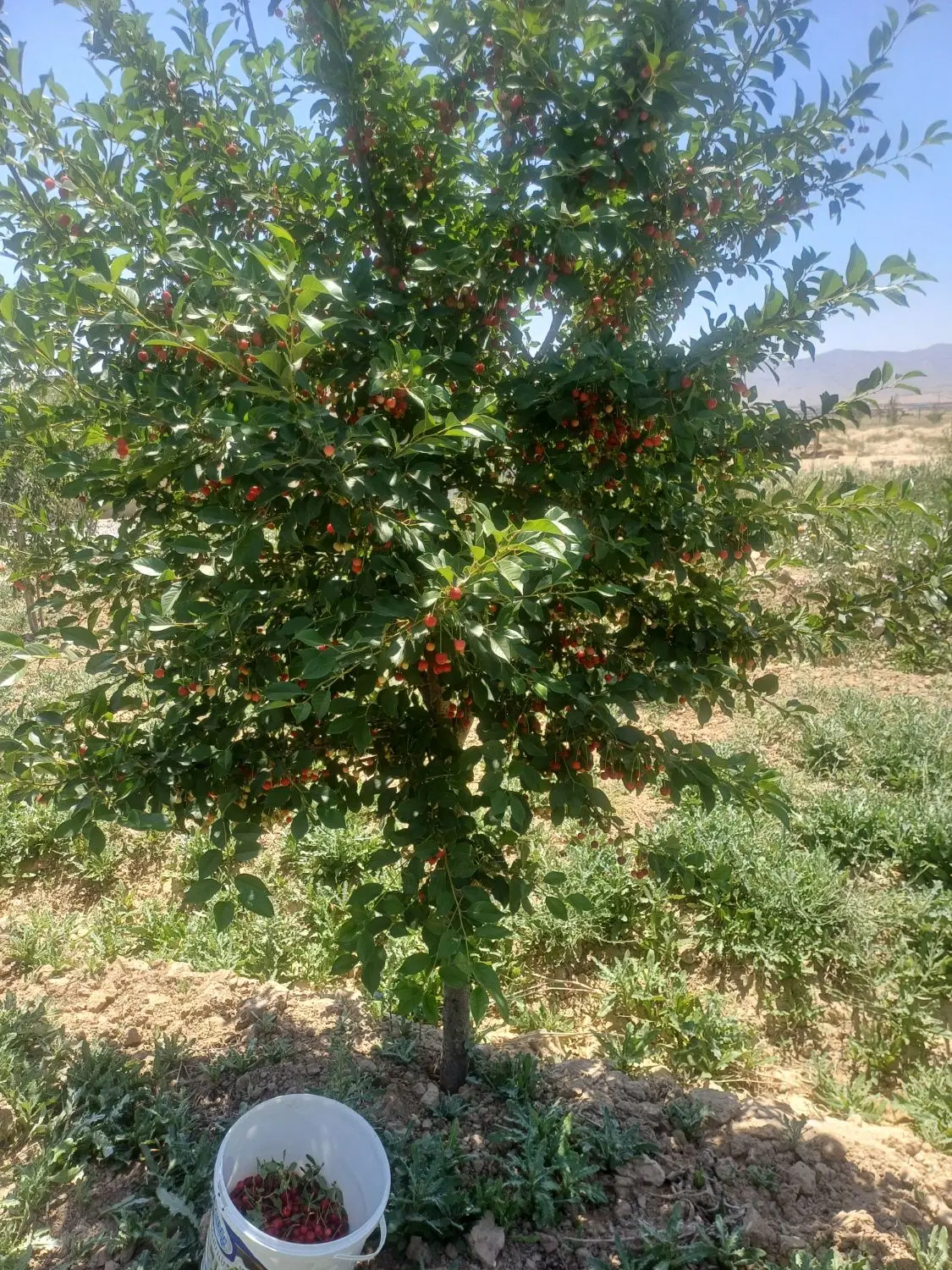 فروش باغ و زمین کشاورزی
