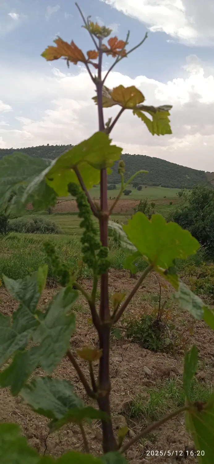 باغ انگور