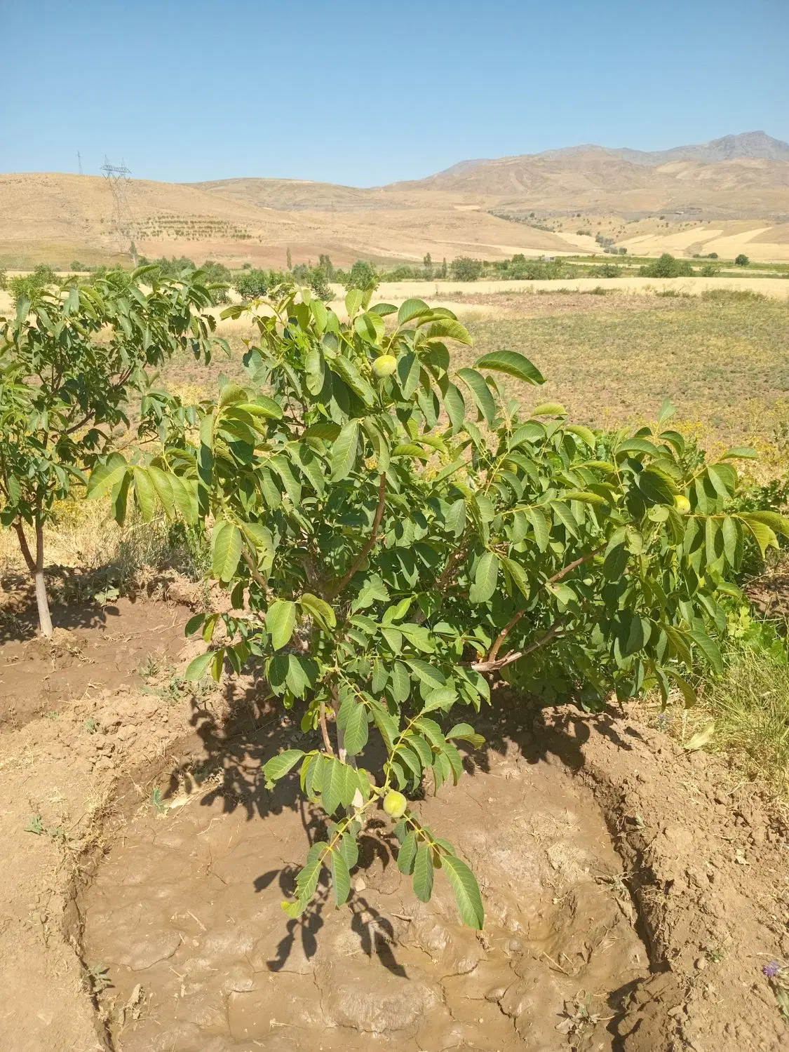 باغ فروشی