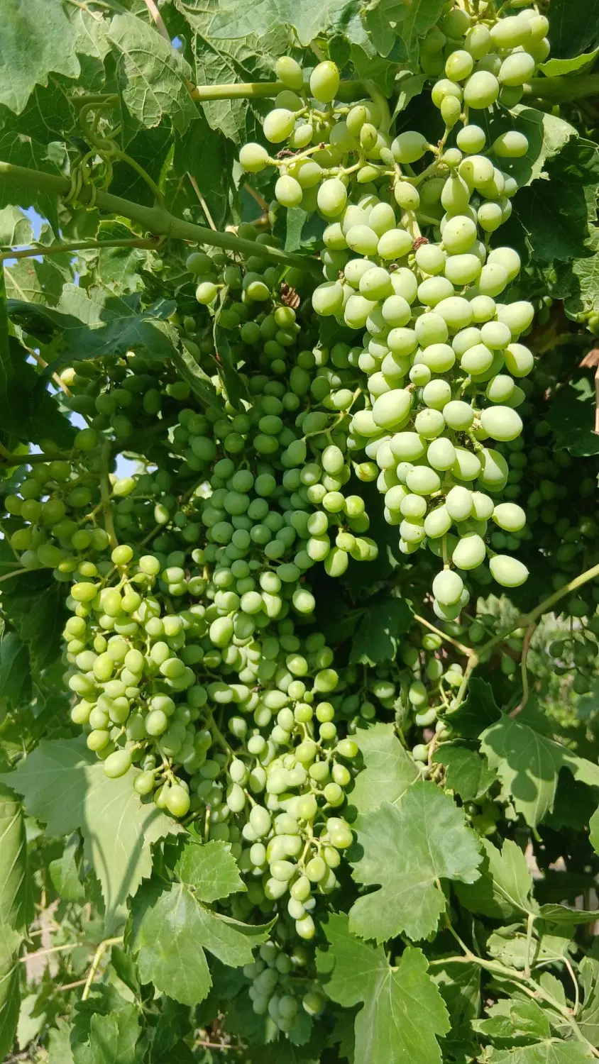 باغ انگور
