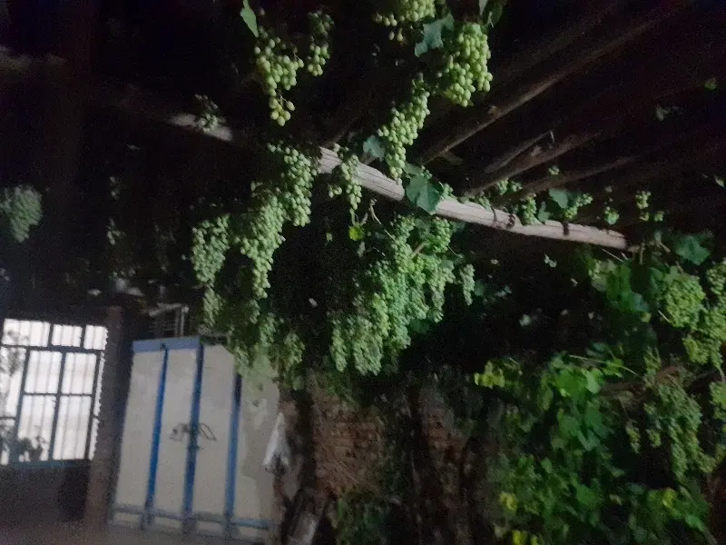 حیاط و باغ