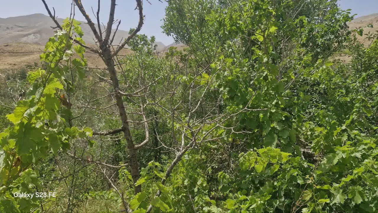 باغ خوش آب و هوا  روستای سنگگ