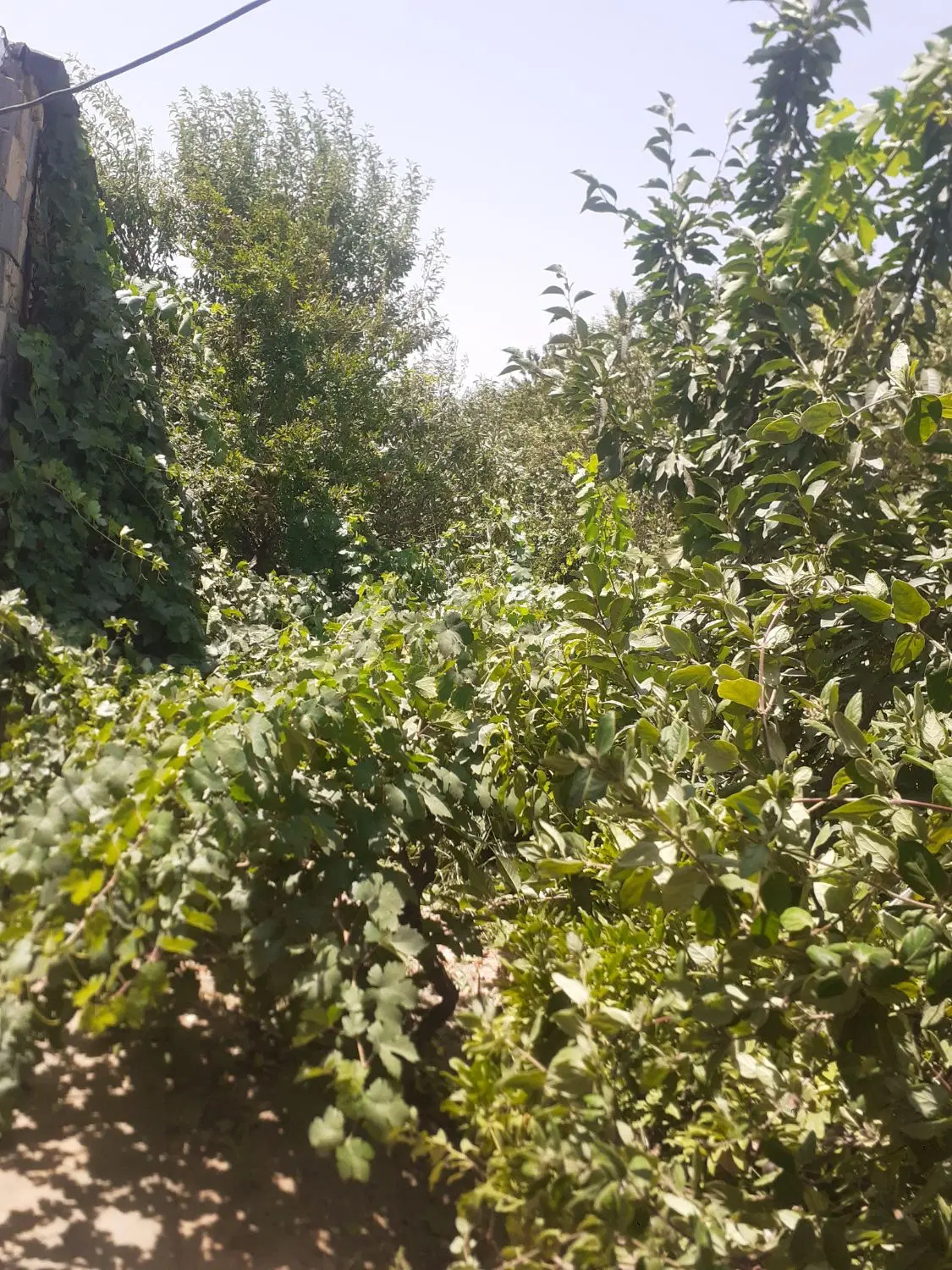 باغ سند دار دارای اب برق