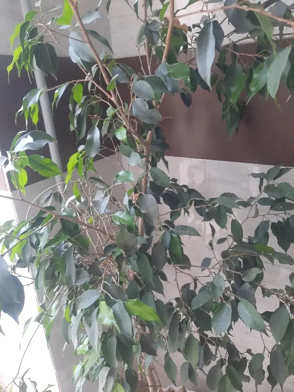 کوی ثمین ۳