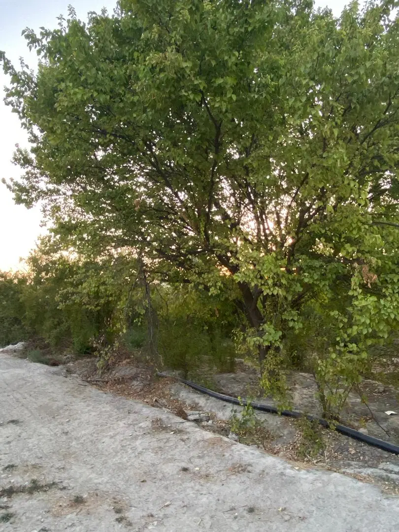 باغچه اتار ثمری