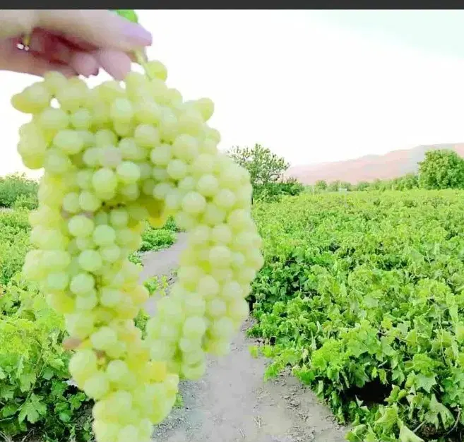فروش باغ انگوری
