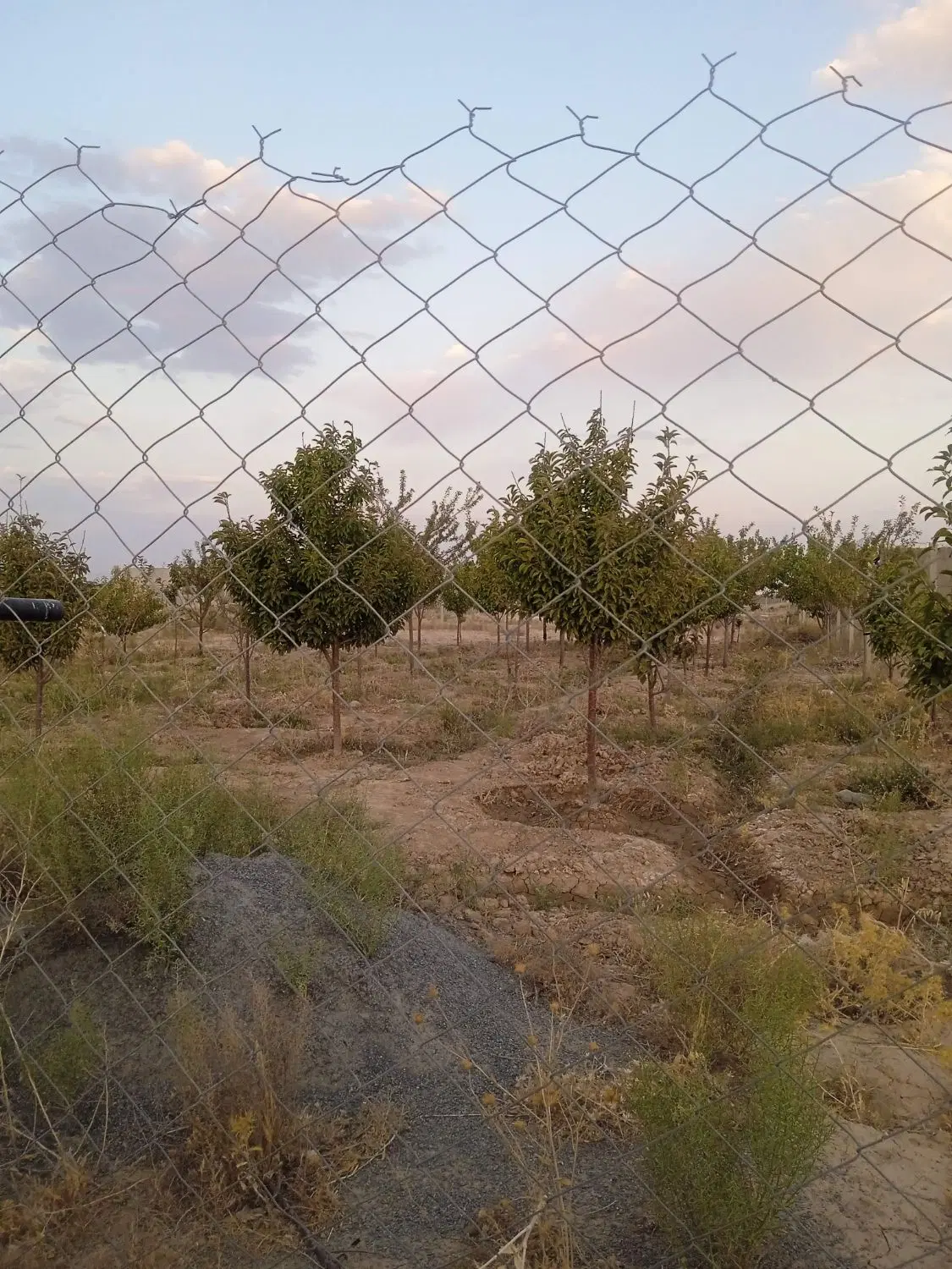 باغ در گاوخانه