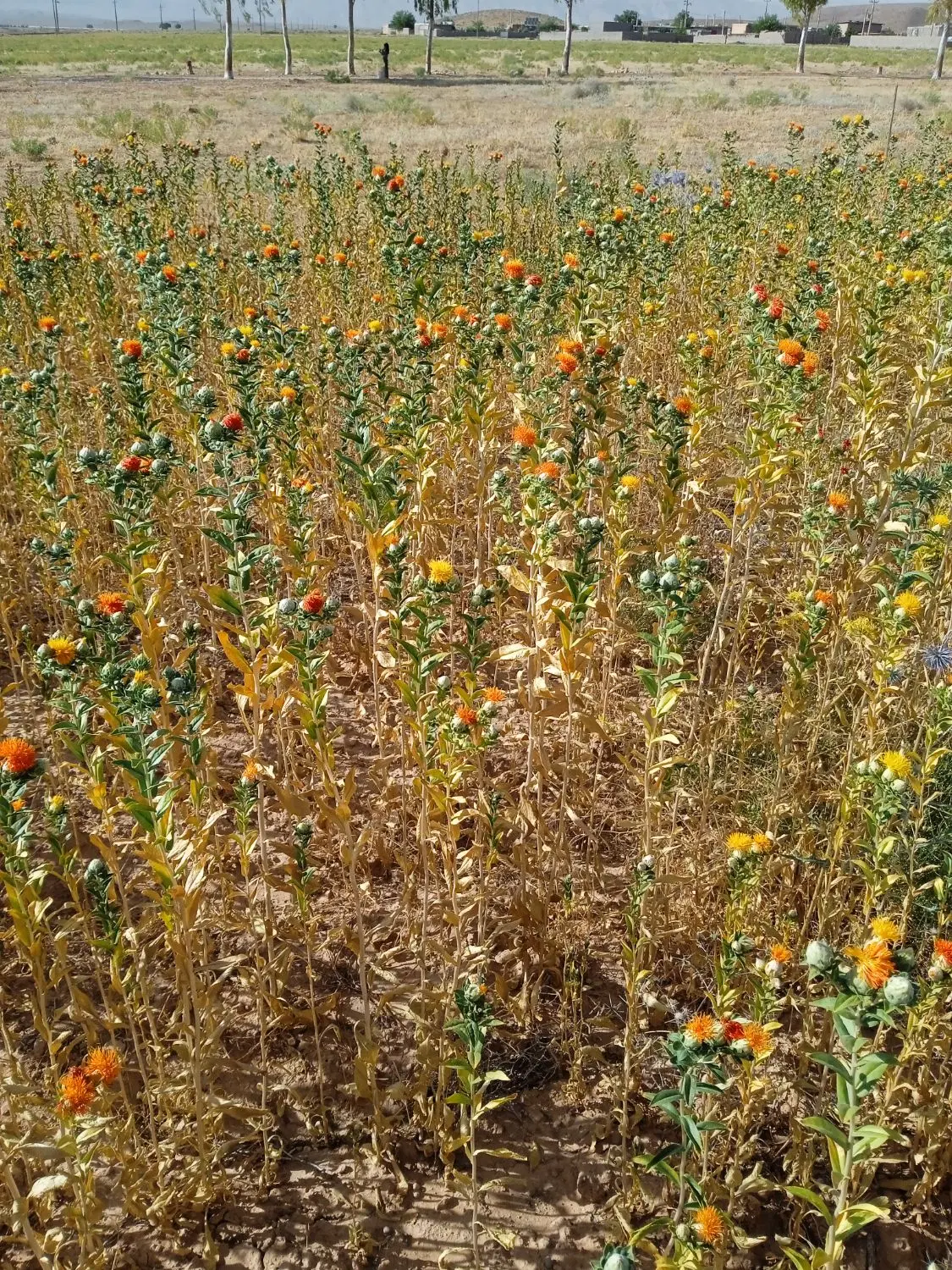 زمین کشاورزی