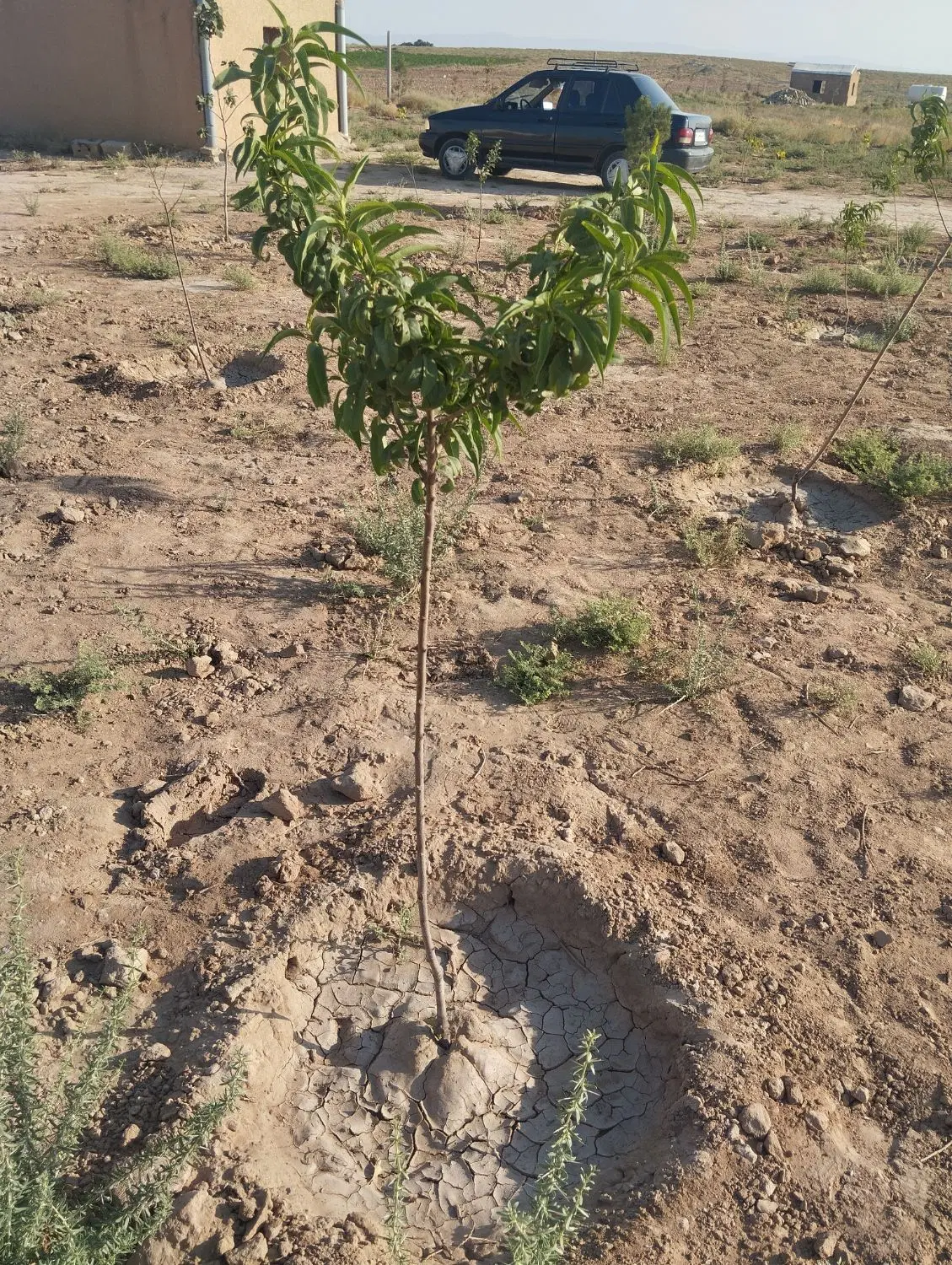 باغچه در صالحیه نظرآباد