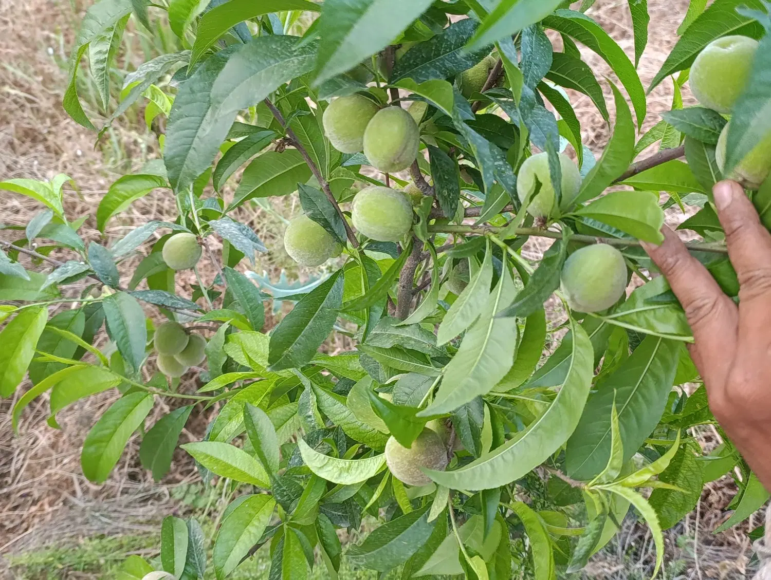 ۷۰۰متر باغ