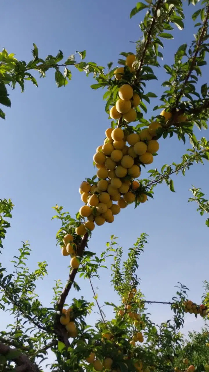 باغ ۵۸۰۰متری دهستان حشمت آباد