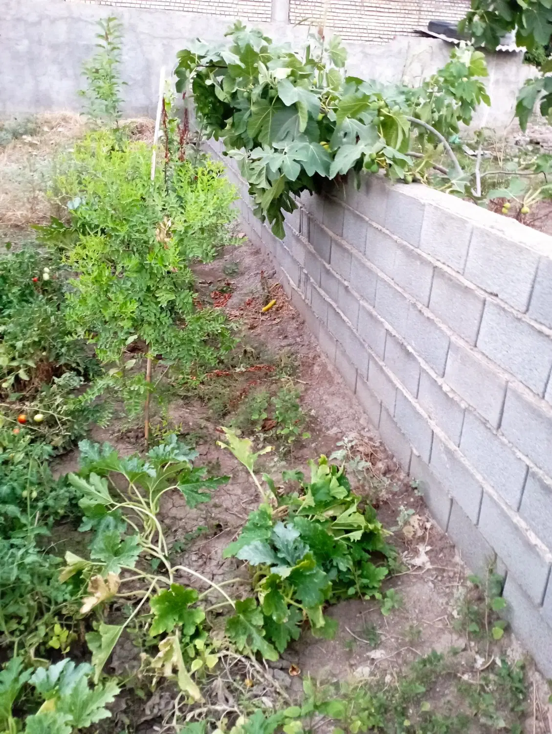 زمین مسکونی ۱۶ متری آزادگان