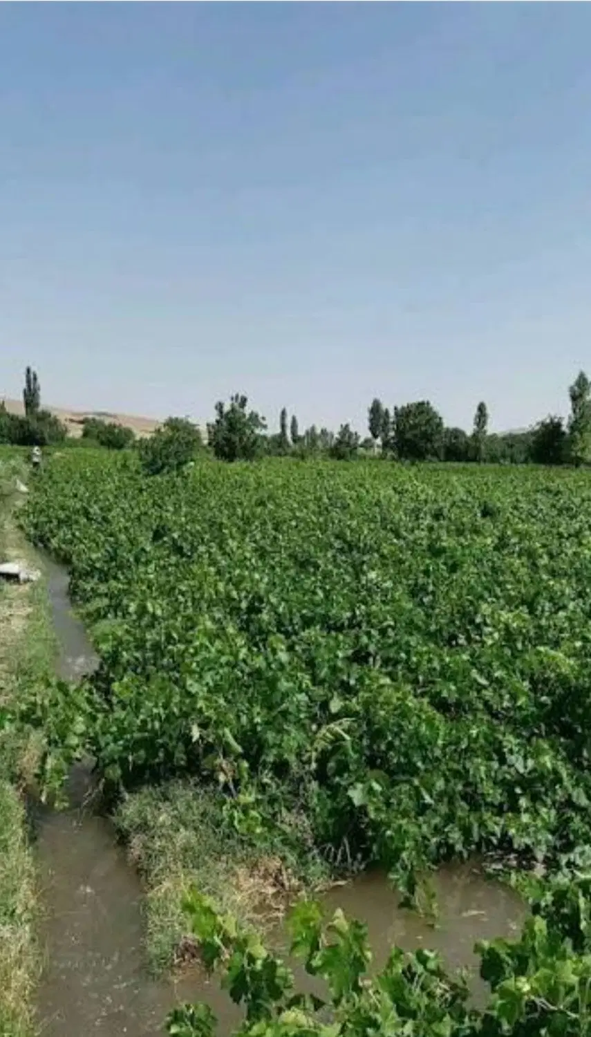 فروش ۴ هزار متر باغ انگوری در ملایر روستای گوراب