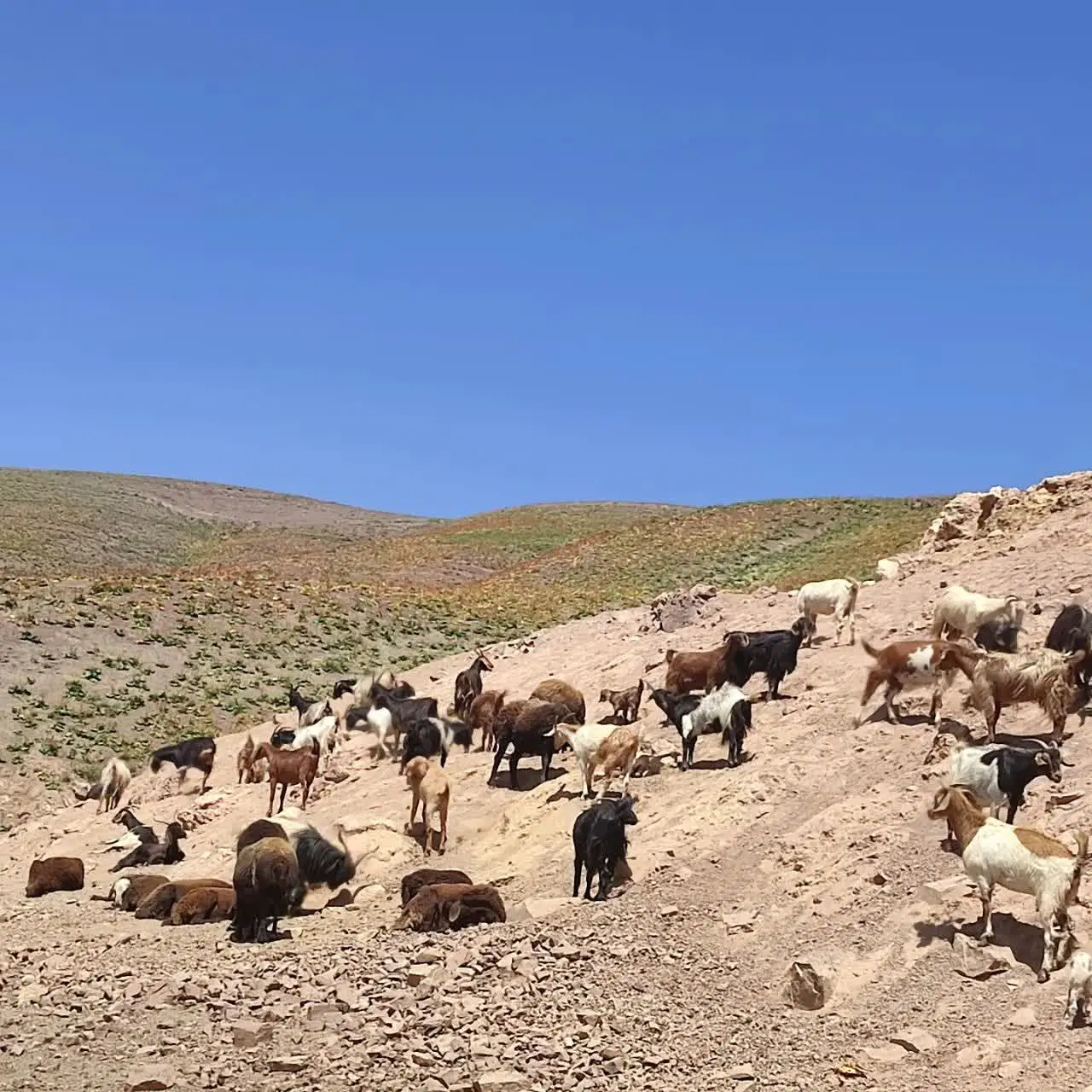 بهاران بهر کانال اصلی
