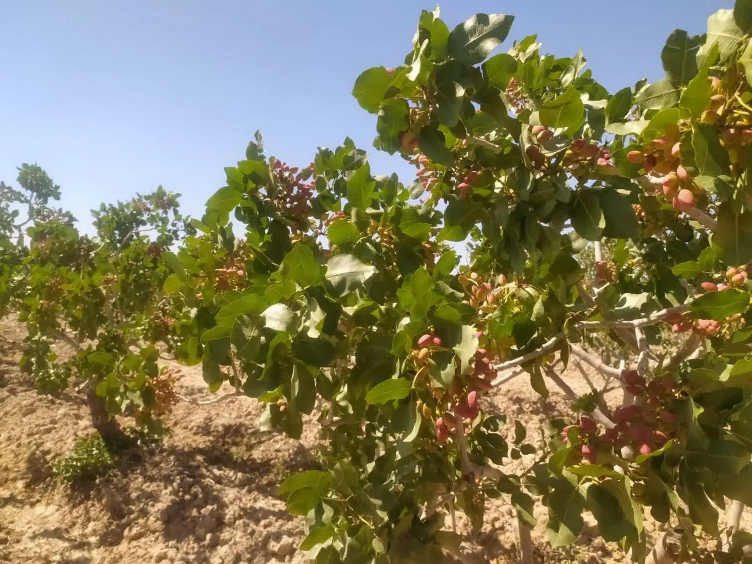 باغ پسته باغ انار ویلا  در ساوه برای سرمایه گذاری