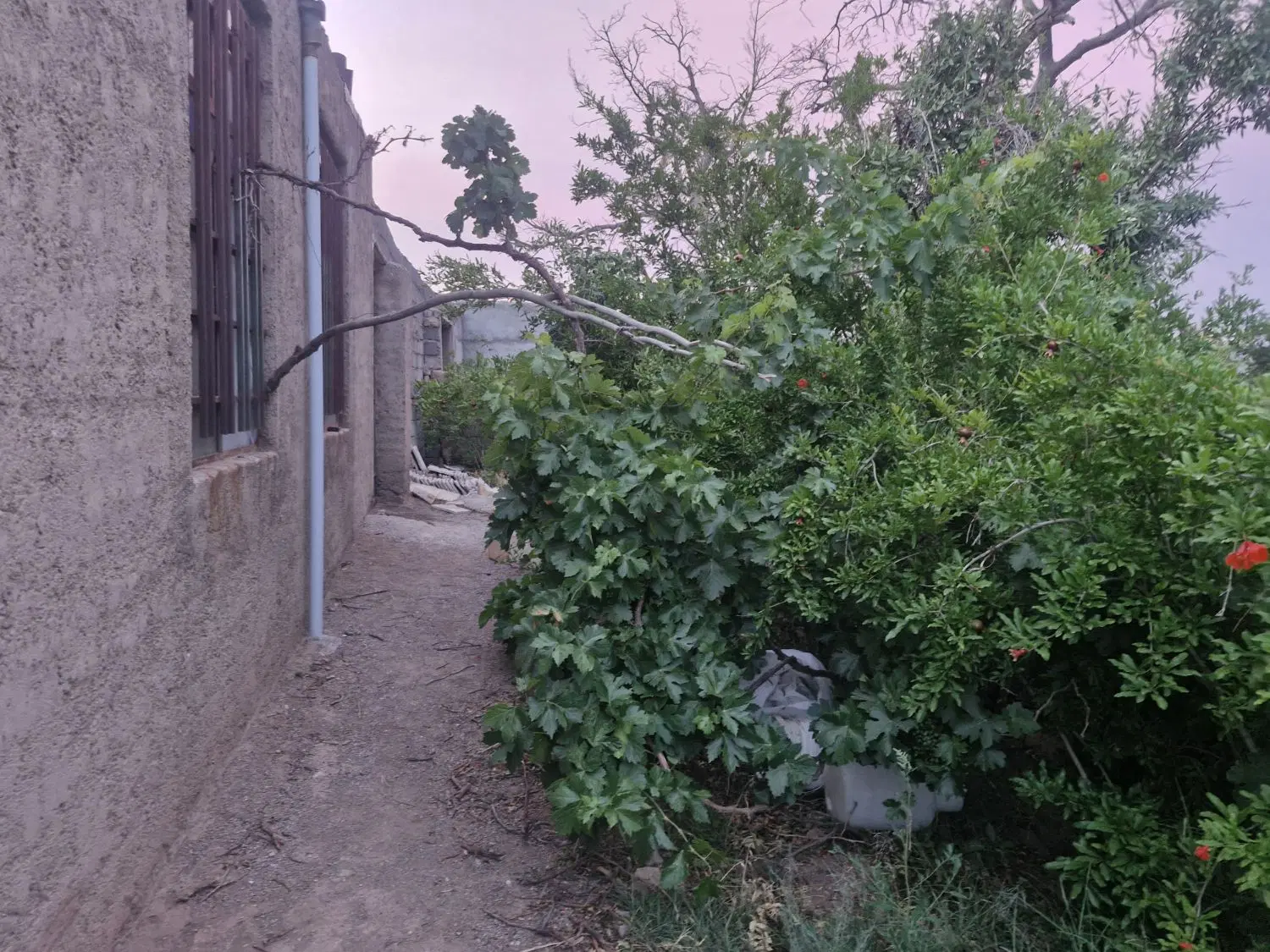 باغ انار