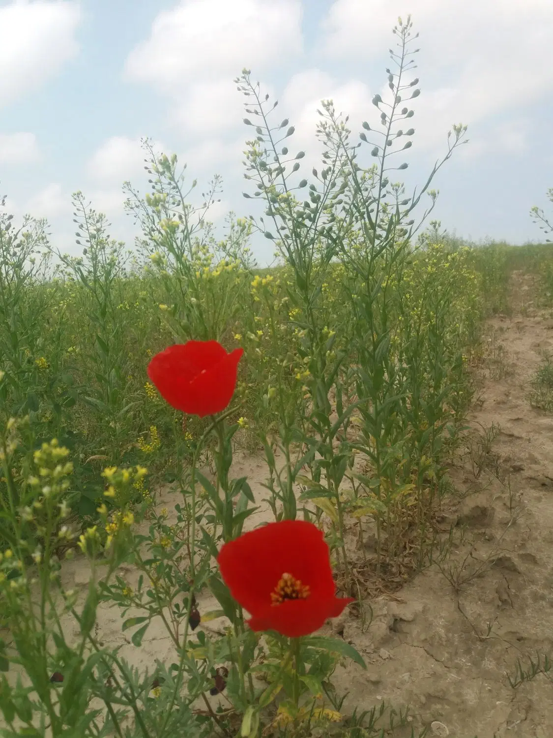 فروش زمین