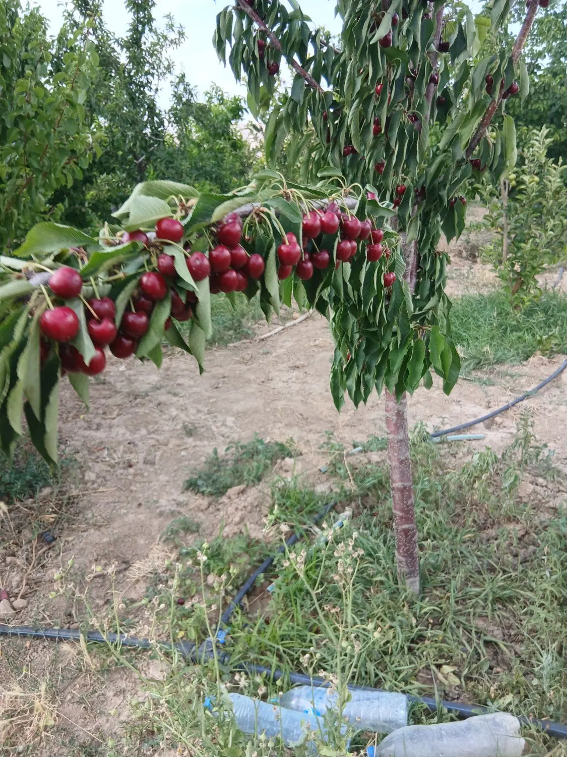 باغ میوه ۸۰۰ متر