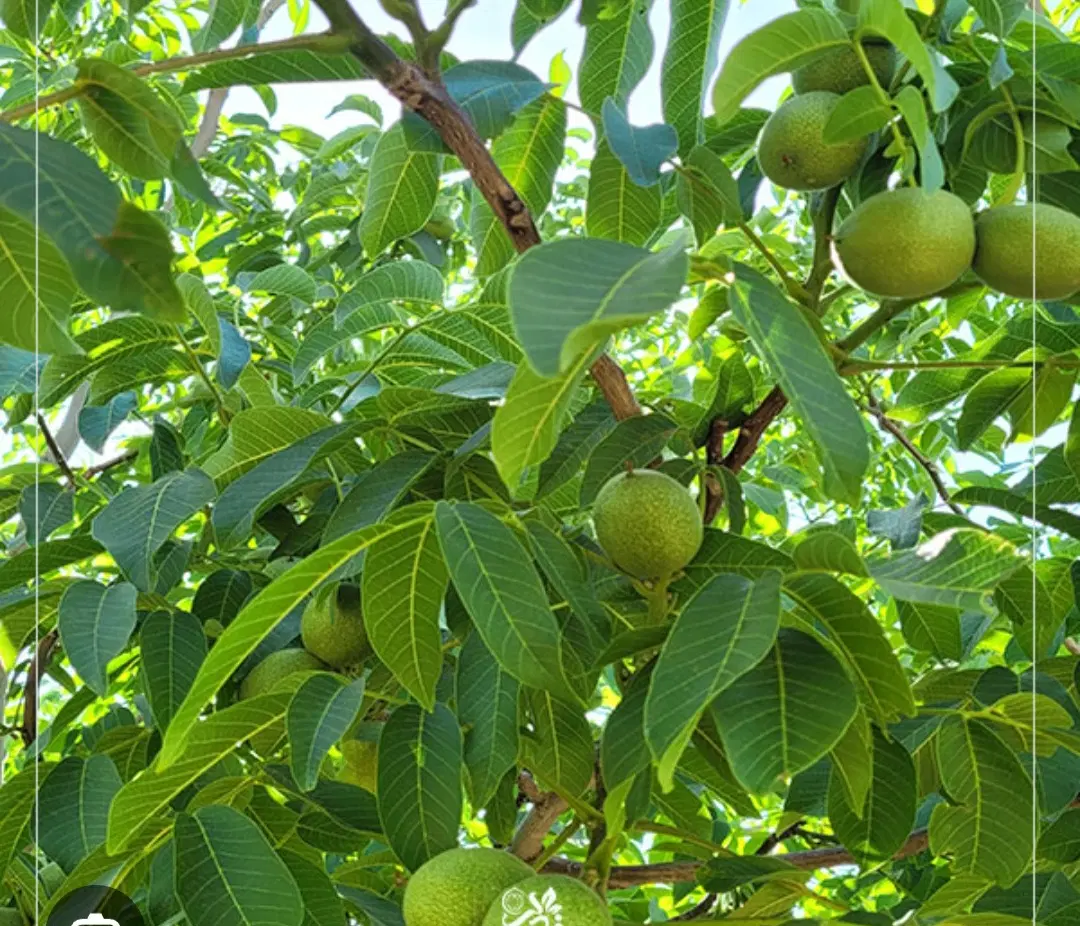 گردو پر ثمر