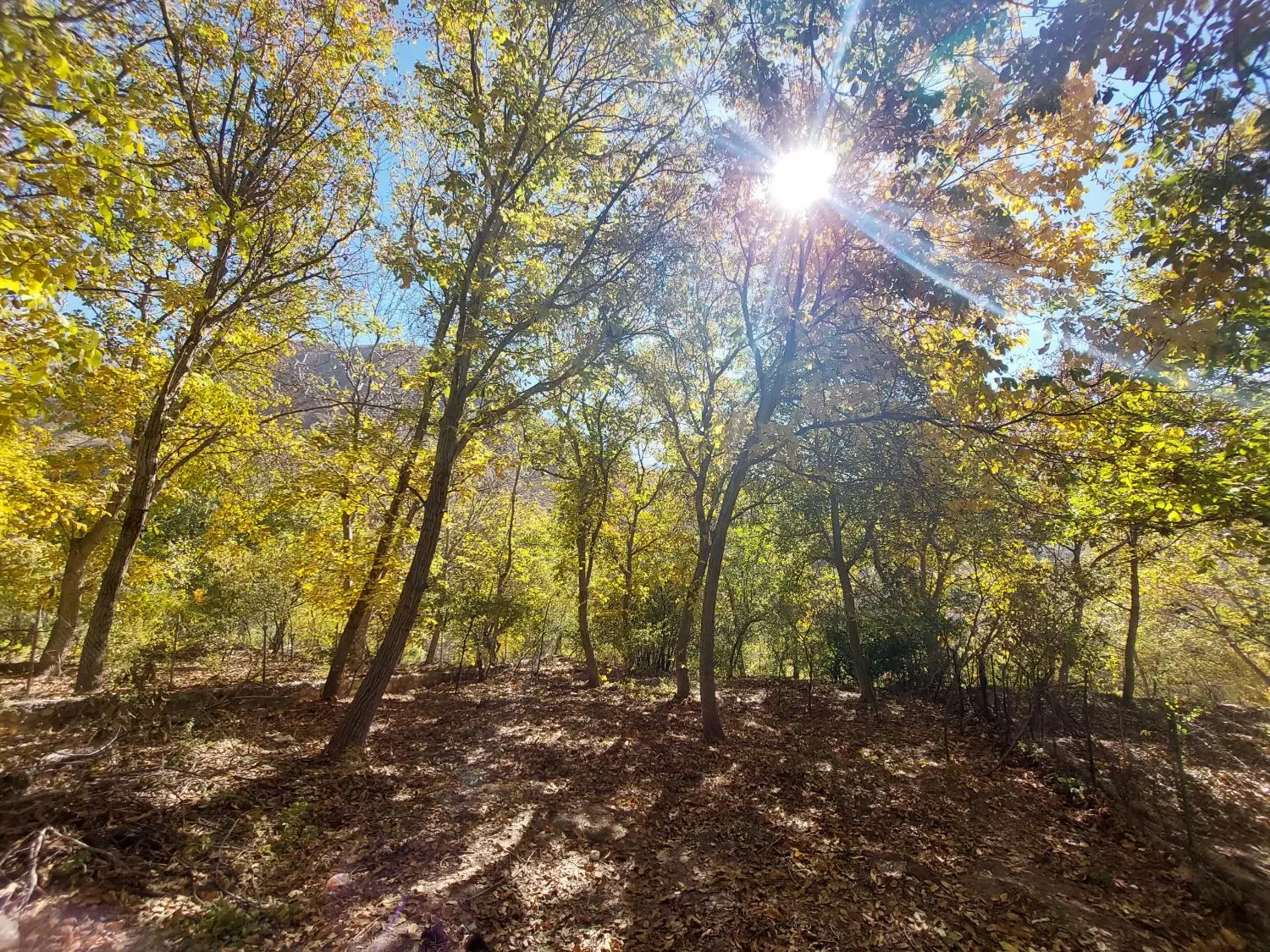 زمین باغی یا کارگاهی