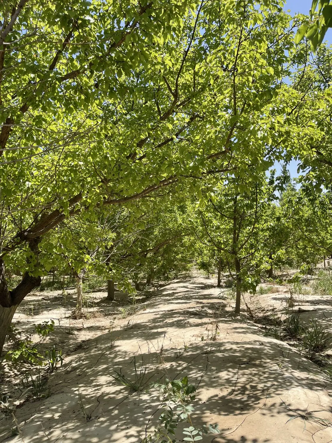 باغ زردآلو
