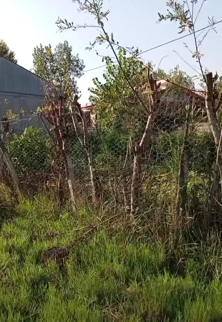 زمین مسکونی در سراوان گیلان