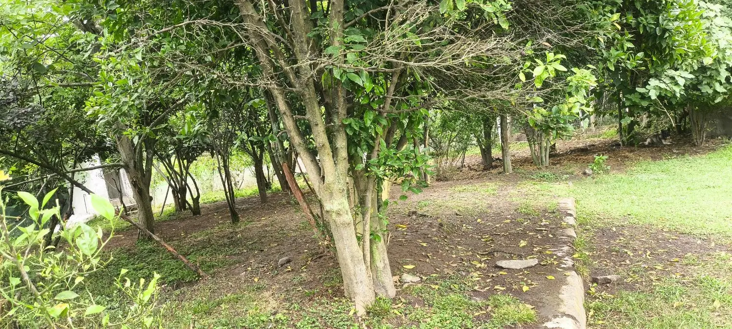 زمین روستایی مسکونی باغی، سنگر رشت