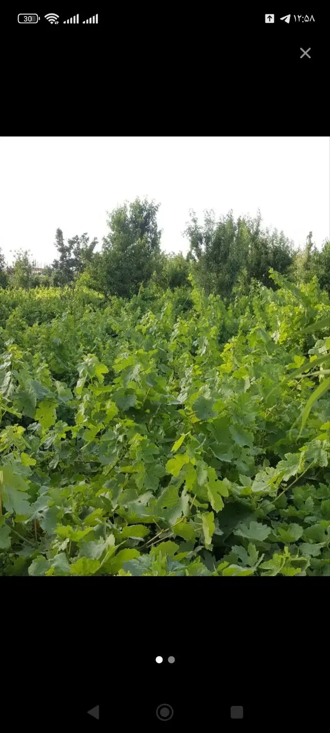 باغ درشناط ۱۸۰۰ متر
