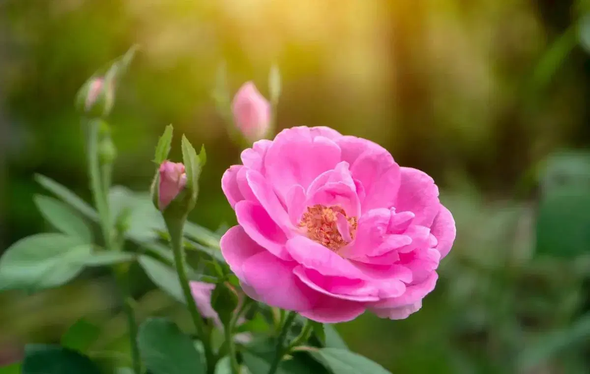 فروش باغ گل محمدی