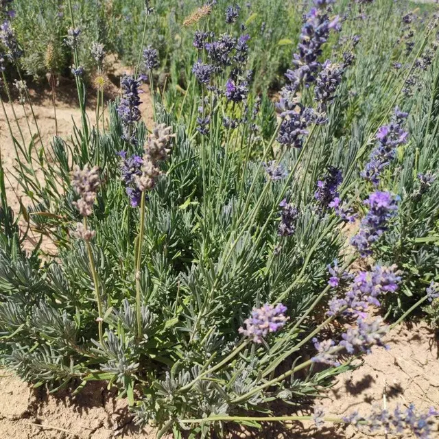 زمین کشاورزی