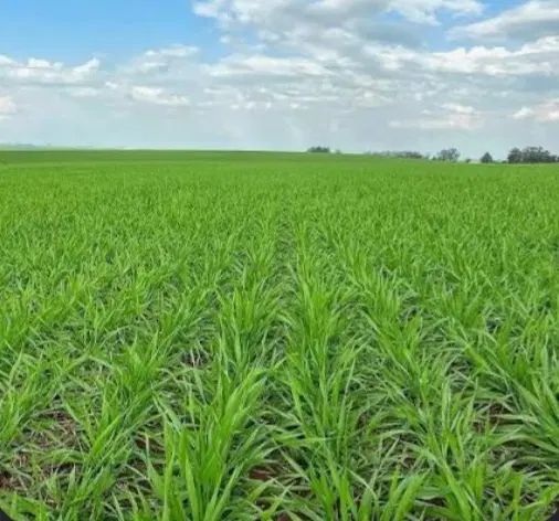 زمین کشاورزی،باغی