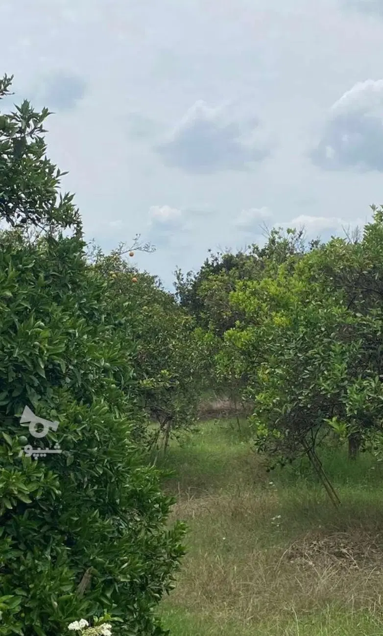فروش ۸۴۰متر زمین در شهر نشتارود روستای معلم کوه