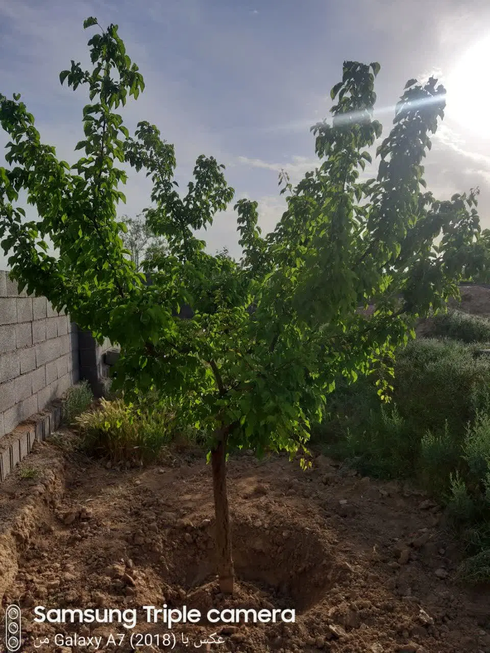 زمین 250 متری در محله 12