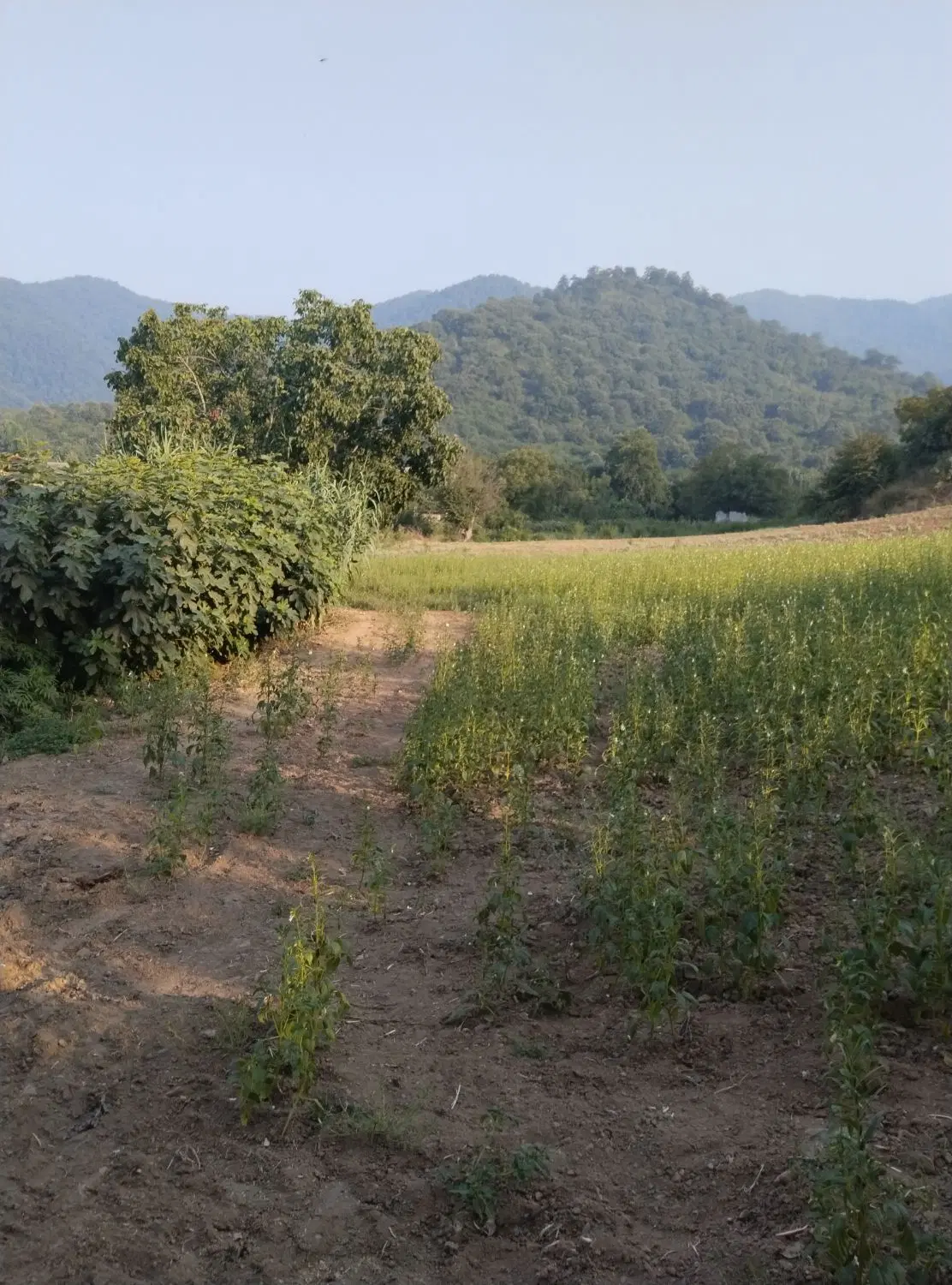 یک قطعه زمین مجاور بافت واقع در روستای نومل