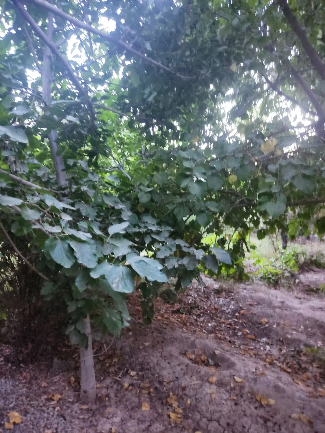 باغچه