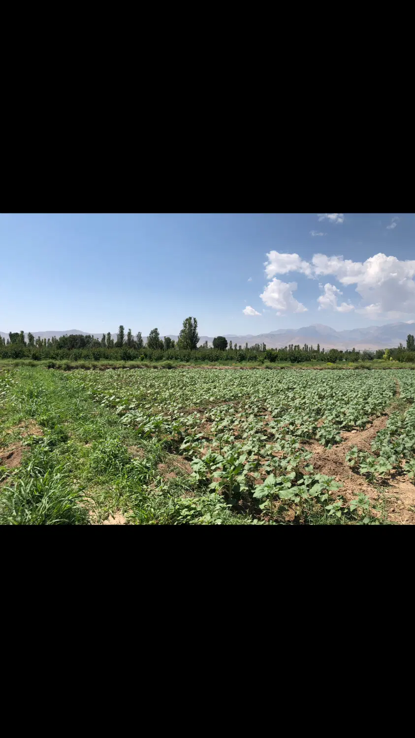 زمین کشاورزی با دو و نیم ساعت آب
