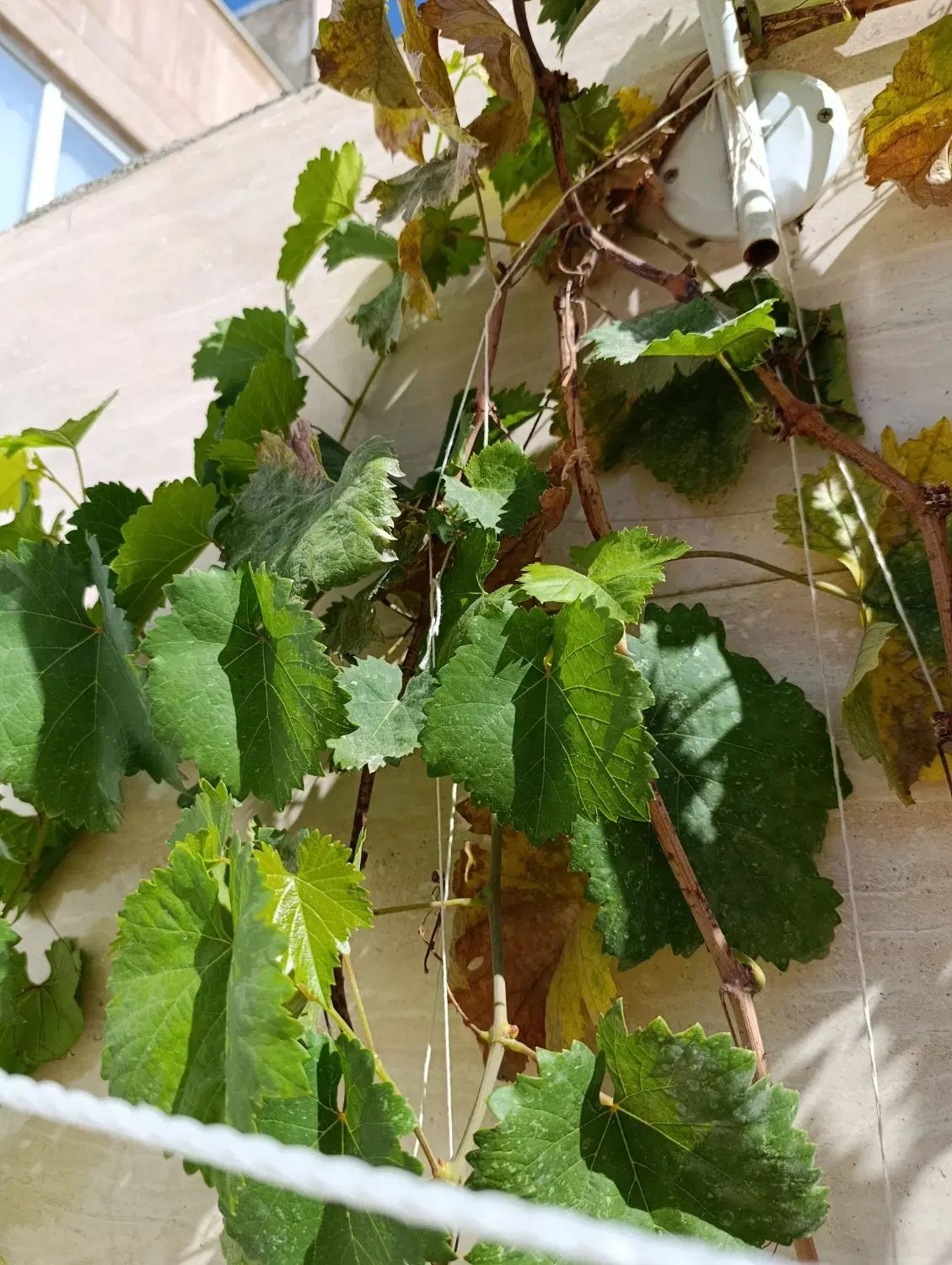 باغ انگور دیم روستای درصوفیان